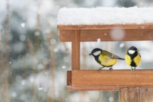 Stärken der Vogelfutterhӓuser im Garten