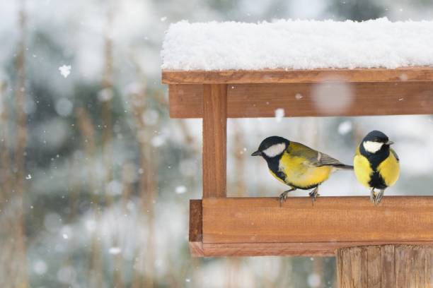 Stärken der Vogelfutterhӓuser im Garten